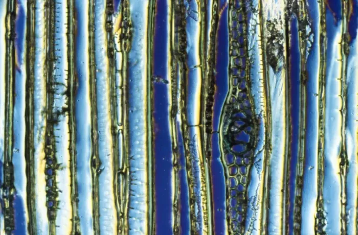 Framed Print : Light Micrograph (LM): Longitudinal section of Scots pine wood, (Pinus sylvestris); Magnification x600 (on 10. 5 cm width print) Framed Print : Light Micrograph (LM): Longitudinal section of Scots pine wood, (Pinus sylvestris); Magnification x600 (on 10. 5 cm width print)