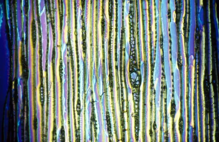 Framed Print : Light Micrograph (LM): Longitudinal section of Scots pine wood, (Pinus sylvestris); Magnification x480 (on 10. 5 cm width print) Framed Print : Light Micrograph (LM): Longitudinal section of Scots pine wood, (Pinus sylvestris); Magnification x480 (on 10. 5 cm width print)