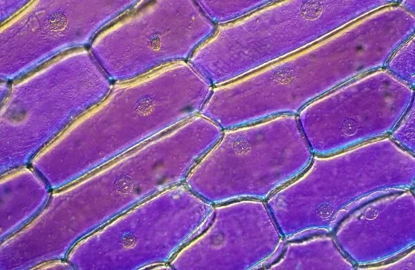 Light Micrograph (LM): Onion skin cells; Magnification x600 (on 10. 5 cm width print)