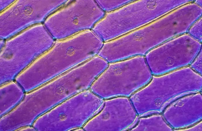 Framed Print : Light Micrograph (LM): Onion skin cells; Magnification x600 (on 10. 5 cm width print) Framed Print : Light Micrograph (LM): Onion skin cells; Magnification x600 (on 10. 5 cm width print)