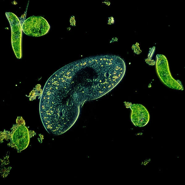 Light Micrograph (LM): Protozoans: Kidney shaped