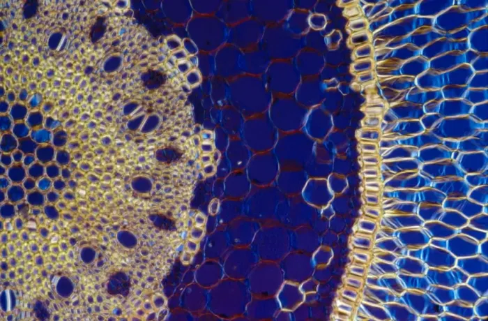 Framed Print : Light Micrograph (LM): A transverse section of an aerial root of Orchid (Dendrobium sp. ); Magnification x600 (on 10. 5 cm width print) Framed Print : Light Micrograph (LM): A transverse section of an aerial root of Orchid (Dendrobium sp. ); Magnification x600 (on 10. 5 cm width print)