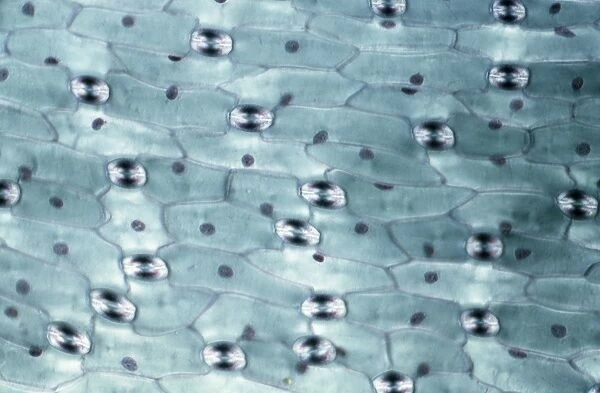 Light Micrograph (LM): A transverse section of a leaf of a Tulip (Tulipa sp. ) showing Stomata; Magnification x600 (on 10. 5 cm width print)