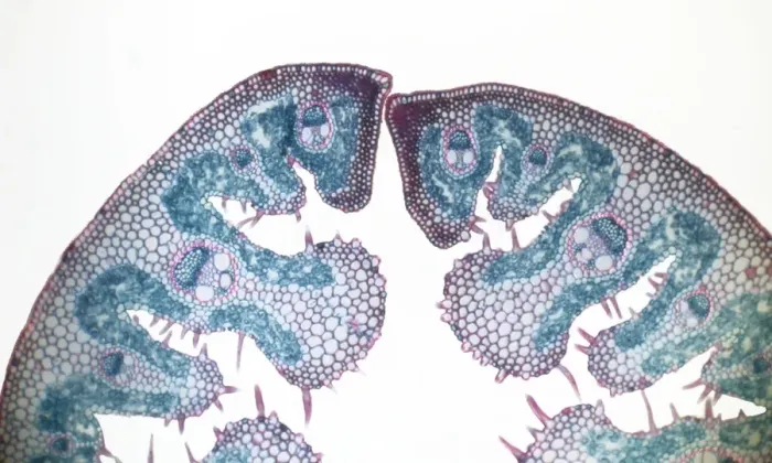 Framed Print : Light Micrograph (LM): Transverse section of a leaf of Marram Grass (Ammophila sp. ); Magnification x300 (on 10. 5 cm width print) Framed Print : Light Micrograph (LM): Transverse section of a leaf of Marram Grass (Ammophila sp. ); Magnification x300 (on 10. 5 cm width print)