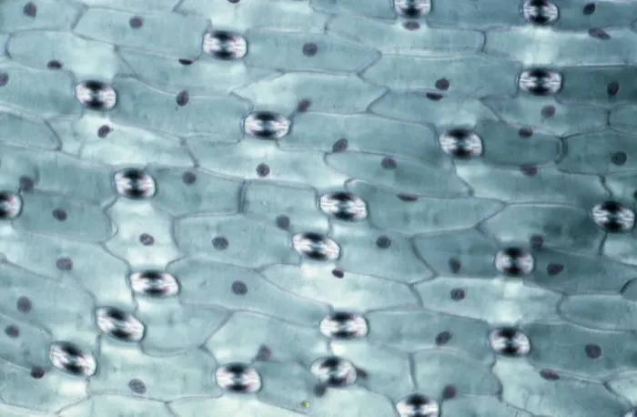 Framed Print : Light Micrograph (LM): A transverse section of a leaf of a Tulip (Tulipa sp. ) showing Stomata; Magnification x600 (on 10. 5 cm width print) Framed Print : Light Micrograph (LM): A transverse section of a leaf of a Tulip (Tulipa sp. ) showing Stomata; Magnification x600 (on 10. 5 cm width print)