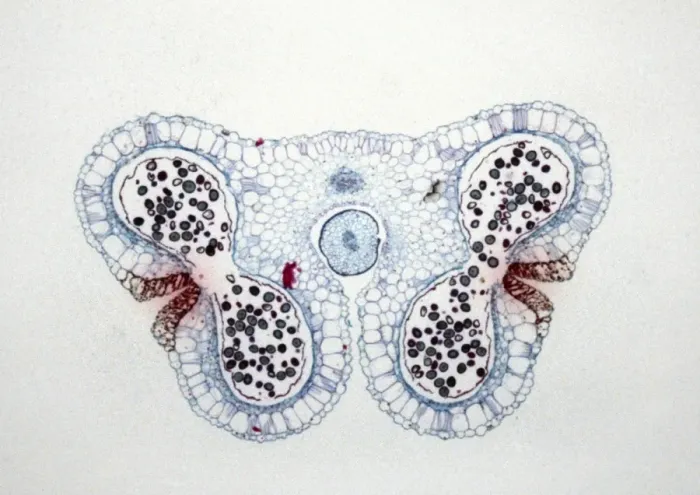 Framed Print : Light Micrograph (LM): Transverse section of Lilium Anthers with Mature Pollen; Magnification x15 (on 10. 5 cm width print) Framed Print : Light Micrograph (LM): Transverse section of Lilium Anthers with Mature Pollen; Magnification x15 (on 10. 5 cm width print)
