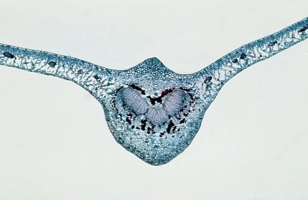 Light Micrograph (LM): transverse section of Prunus Leaf; Magnification x18 (on 10. 5 cm width print)