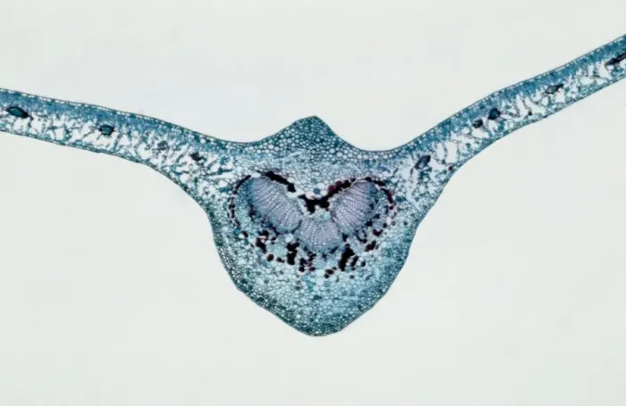 Framed Print : Light Micrograph (LM): transverse section of Prunus Leaf; Magnification x18 (on 10. 5 cm width print)