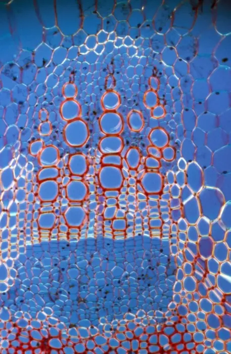 Framed Print : Light Micrograph (LM): A transverse section shows Xylem in Helianthus stem; Magnification x600 (on 10. 5 cm width print) Framed Print : Light Micrograph (LM): A transverse section shows Xylem in Helianthus stem; Magnification x600 (on 10. 5 cm width print)