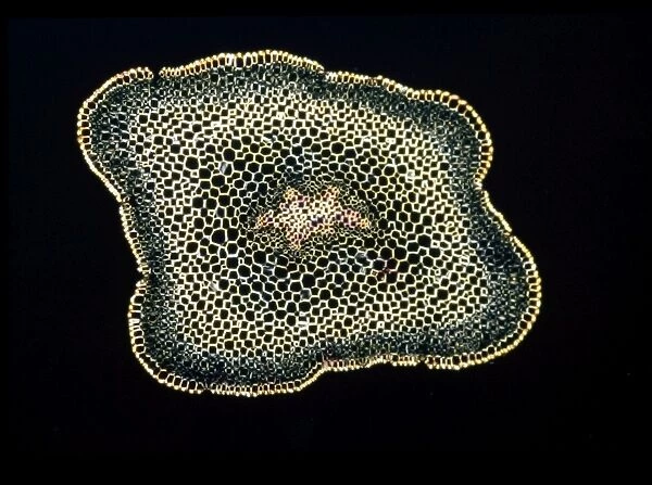 Light Micrograph (LM): A transverse section of a stem of Whisk Fern (Psilotum nudum)