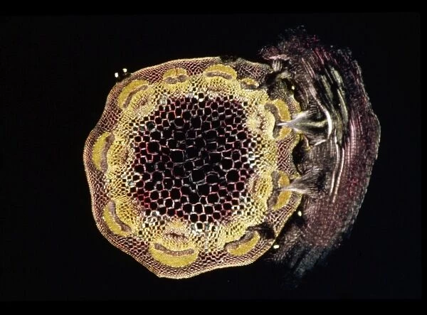 Light Micrograph (LM): A transverse section of a stem of Clover (Trifolium sp.) with an unidentified parasite attached