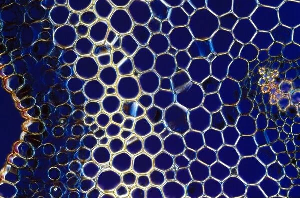 Light Micrograph (LM): A transverse section of a stem of Whisk Fern (Psilotum nudum); Magnification x600 (on 10. 5 cm width print)