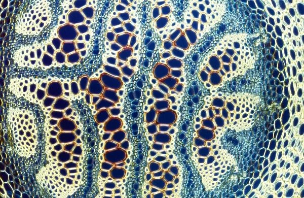 Light Micrograph (LM): A transverse section of a stem of Clubmoss(Lycopodium sp. ); Magnification x600 (on 10. 5 cm width print)