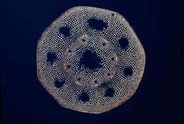 Light Micrograph (LM): A transverse section of a stem of a Horsetail Fern (Equisetum sp. )