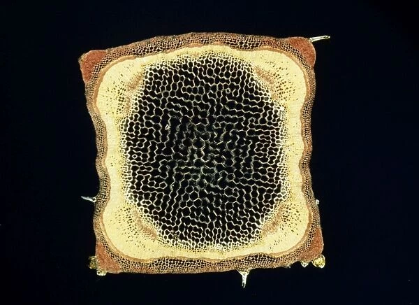 Light Micrograph (LM): A transverse section of a stem of a Hedge Woundwort plant (Stachys sylvatica); Magnification x60 (on 10. 5 cm width print)