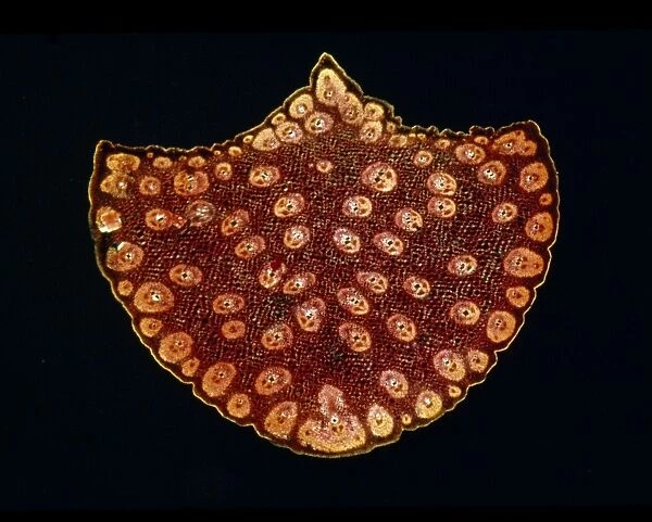 Light Micrograph (LM): A transverse section of a stem of a Palm; Magnification x12 (on 10. 5 cm width print)