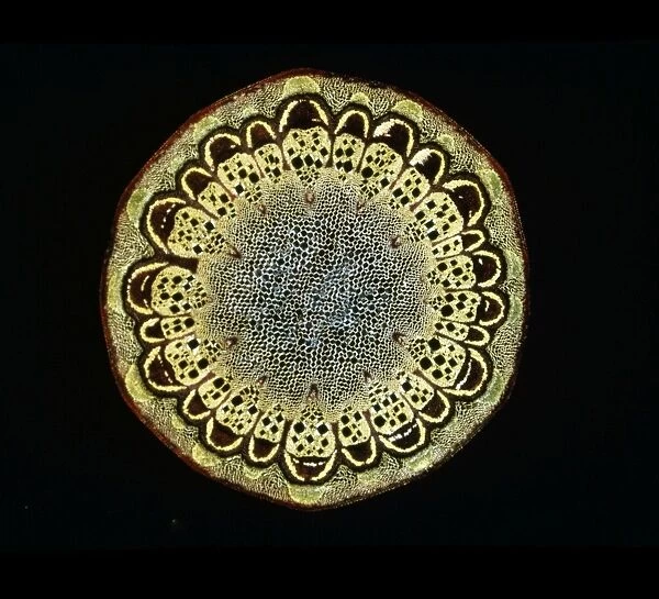 Light Micrograph (LM): A transverse section of a stem of Fragrant Virgin's Bower (Clematis flammula) stem; Magnification x30 (on 10. 5 cm width print)