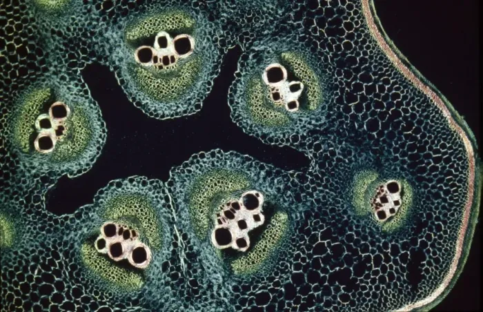 Framed Print : Light Micrograph (LM): A transverse section of a stem of a Marrow (Cucurbita sp. ); Magnification x12 (on 10. 5 cm width print) Framed Print : Light Micrograph (LM): A transverse section of a stem of a Marrow (Cucurbita sp. ); Magnification x12 (on 10. 5 cm width print)