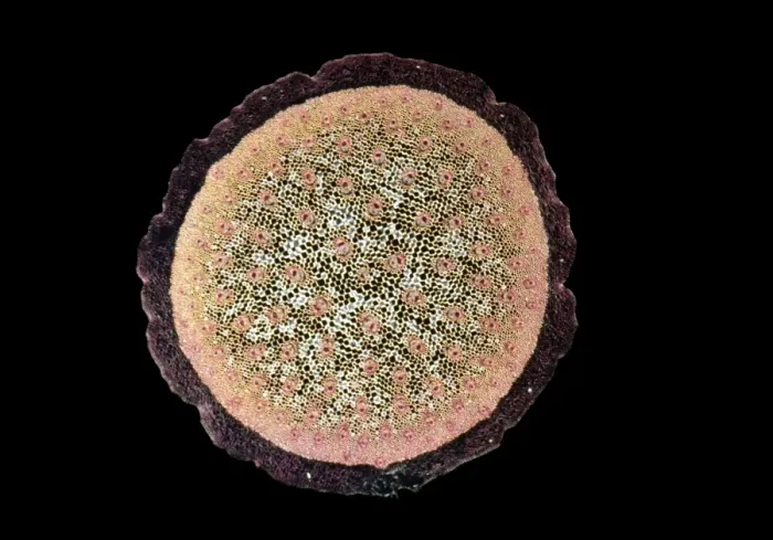 Framed Print : Light Micrograph (LM): A transverse section of a stem of a Monocot (Ruscus aculeatus); Magnification x30 (on 10. 5 cm width print) Framed Print : Light Micrograph (LM): A transverse section of a stem of a Monocot (Ruscus aculeatus); Magnification x30 (on 10. 5 cm width print)