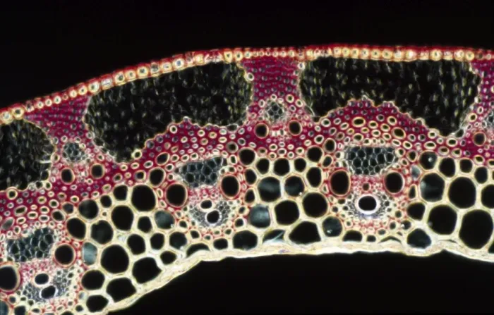 Framed Print : Light Micrograph (LM): A transverse section of a straw of Wheat; Magnification x600 (on 10. 5 cm width print) Framed Print : Light Micrograph (LM): A transverse section of a straw of Wheat; Magnification x600 (on 10. 5 cm width print)