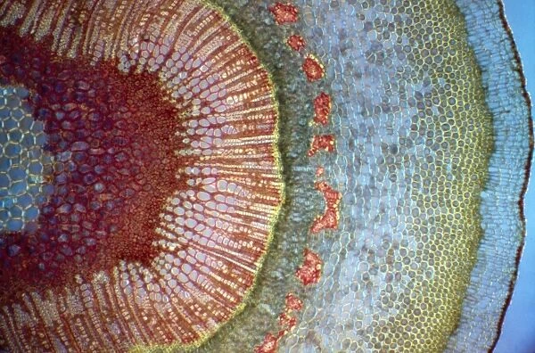 Light Micrograph (LM): A Tranverse section of a stem of a Common or European Ash tree (Fraxinus excelsior); Magnification x30 (on 10. 5 cm width print)