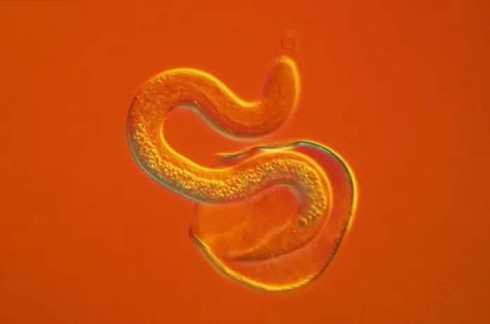 Framed Print : Light Micrograph - a roundworm hatching from its egg against an orange background. CHI0515 Framed Print : Light Micrograph - a roundworm hatching from its egg against an orange background. CHI0515