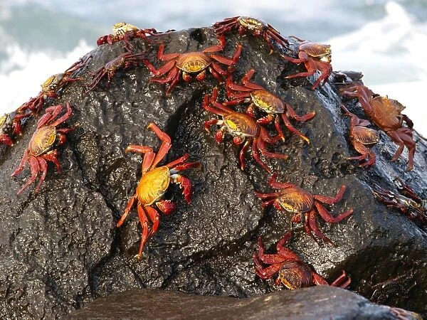 Lightfoot Crab - Galapagos - Ecuador