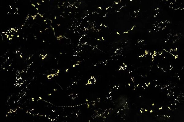 lightning bugs  /  fireflies at night - Tanjung Puting National Park - Kalimantan - Borneo - Indonesia