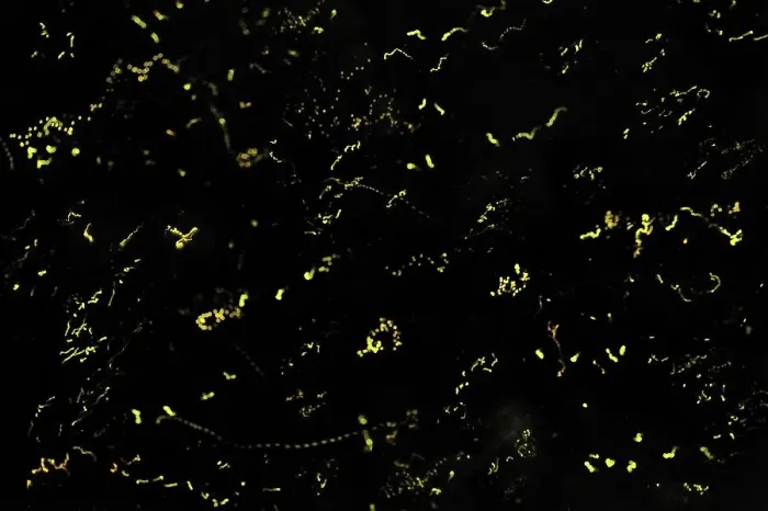 Framed Print : lightning bugs / fireflies at night - Tanjung Puting National Park - Kalimantan - Borneo - Indonesia Framed Print : lightning bugs / fireflies at night - Tanjung Puting National Park - Kalimantan - Borneo - Indonesia