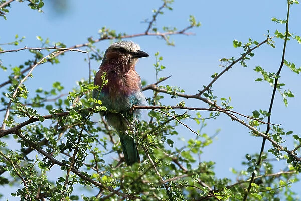 A lilac-breasted roller, Coracias caudatus, on a branch, Tsavo, Kenya. Date: 18-04-2017
