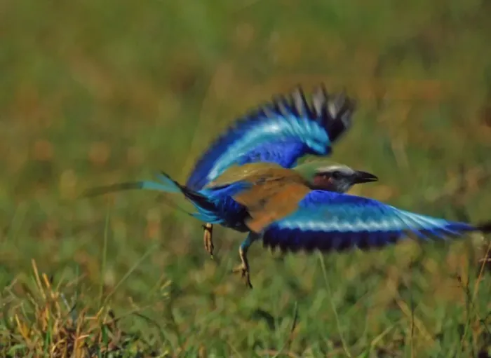 Framed Print : Lilac-breasted Roller CRH 988 In flight - Okavango, Botswana Coracias caudata © Chris Harvey / ardea. com Framed Print : Lilac-breasted Roller CRH 988 In flight - Okavango, Botswana Coracias caudata © Chris Harvey / ardea. com