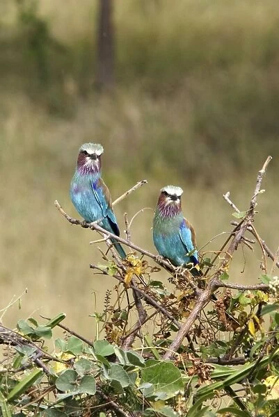 Lilac-breasted Roller - Ethiopia