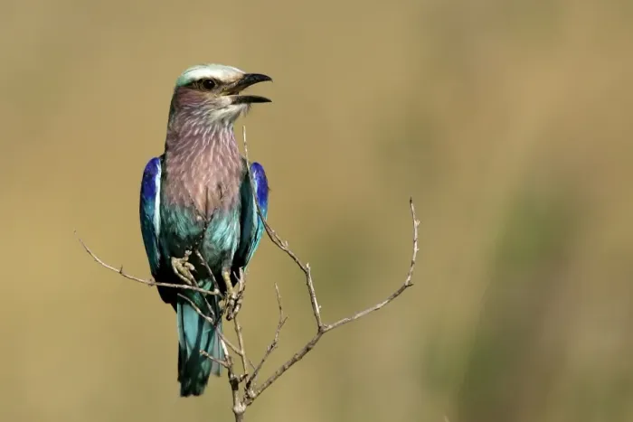 Framed Print : Lilac-breasted Roller. Kenya - Africa Framed Print : Lilac-breasted Roller. Kenya - Africa