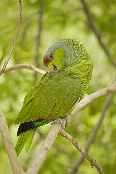 Lilac-crowned Parrot - Mexico - Inhabits tropical deciduous forest