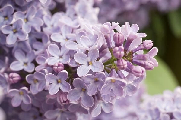 Lilac flowers - UK