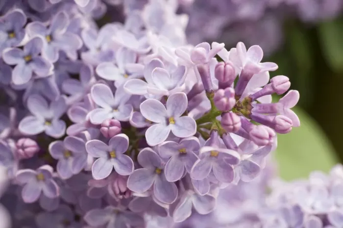 Framed Print : Lilac flowers - UK Framed Print : Lilac flowers - UK