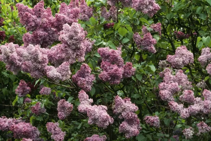 Framed Print : Lilac PPG 1050 Syringa vulgaris © Pascal Goetgheluck / ARDEA LONDON Framed Print : Lilac PPG 1050 Syringa vulgaris © Pascal Goetgheluck / ARDEA LONDON
