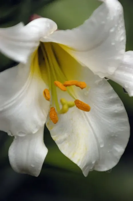 Framed Print : Lilium Regale Closeup study of flower head and stamens West Sussex Garden, UK Framed Print : Lilium Regale Closeup study of flower head and stamens West Sussex Garden, UK