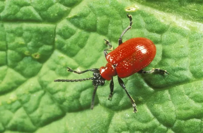 Framed Print : Lily Beetle Garden, UK Framed Print : Lily Beetle Garden, UK