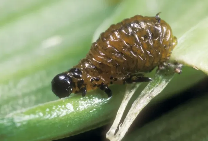 Framed Print : Lily Beetle Larva Crawling over leaf, UK