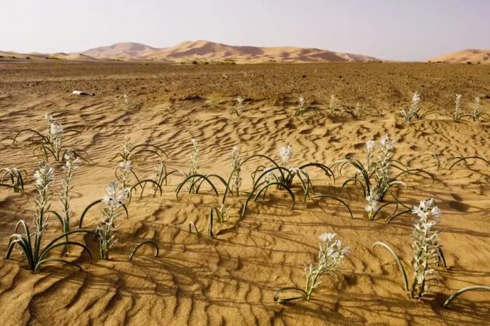 Framed Print : Lily family, in the high Erg Chebbi sand dunes, Moroccan Sahara Desert, after very wet winter (spring 2009). Morocco Framed Print : Lily family, in the high Erg Chebbi sand dunes, Moroccan Sahara Desert, after very wet winter (spring 2009). Morocco