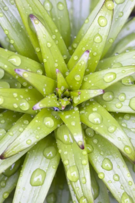 Framed Print : Lily Leaves - Emerging leaves with rain drops Norfolk UK Framed Print : Lily Leaves - Emerging leaves with rain drops Norfolk UK