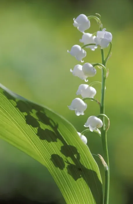 Framed Print : Lily-of-the-valley Framed Print : Lily-of-the-valley