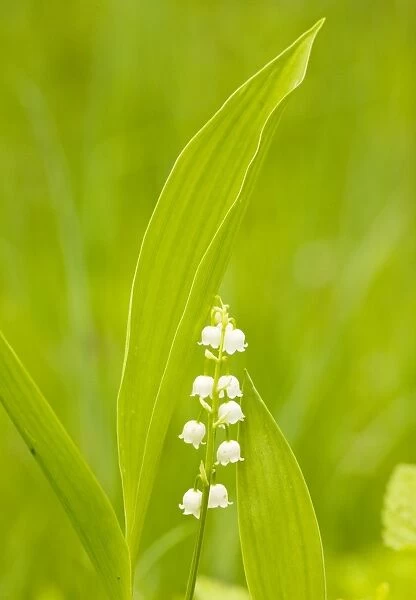 Lily-of-the-Valley - Estonia