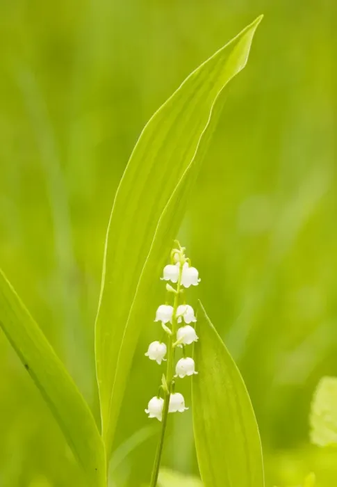 Framed Print : Lily-of-the-Valley - Estonia Framed Print : Lily-of-the-Valley - Estonia