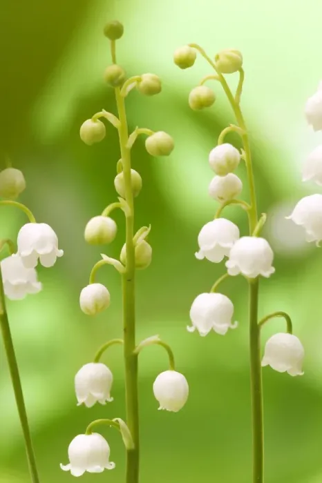 Framed Print : Lily of the Valley Framed Print : Lily of the Valley