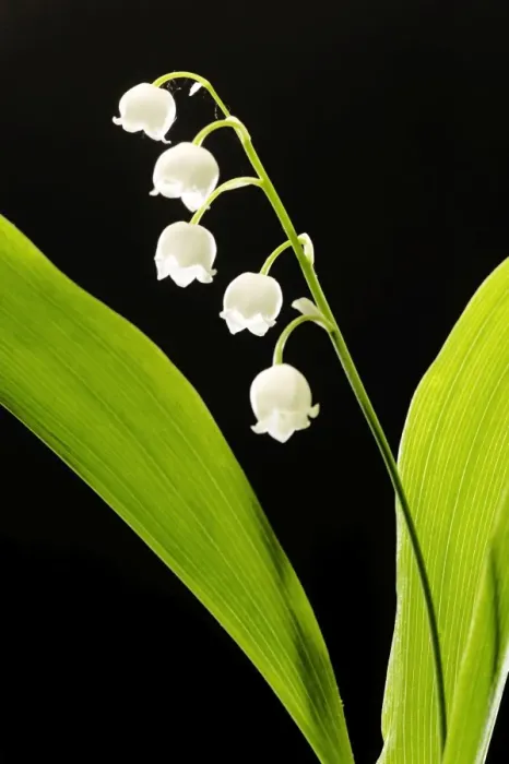 Framed Print : Lily of the Valley Framed Print : Lily of the Valley