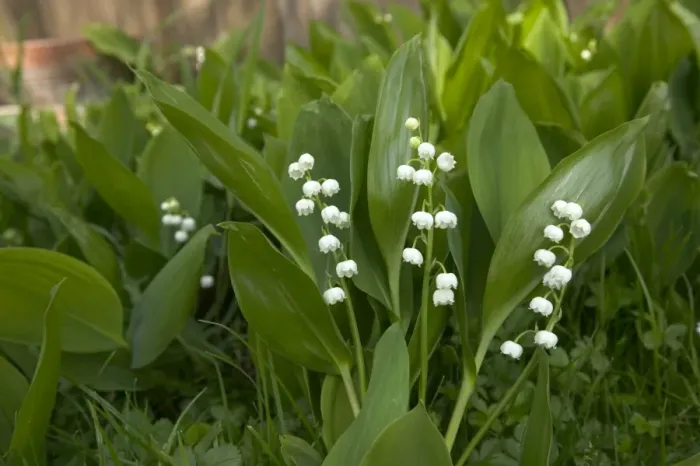 Framed Print : Lily of the valley Framed Print : Lily of the valley