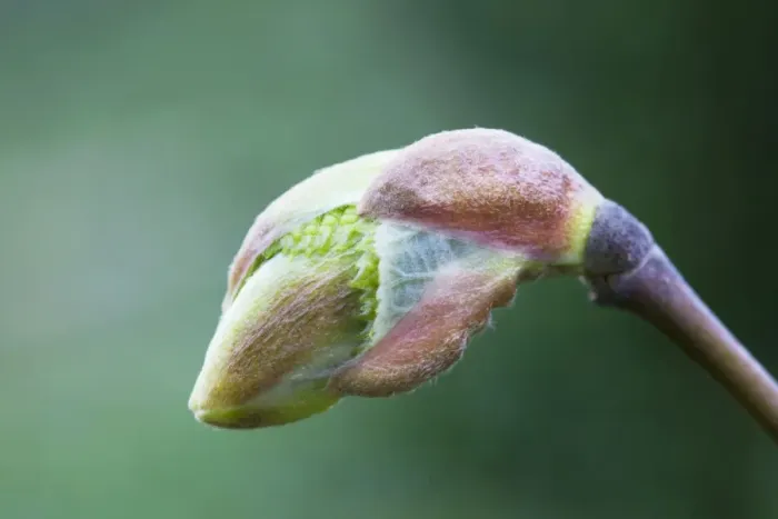Framed Print : Lime - Basswood bud Framed Print : Lime - Basswood bud