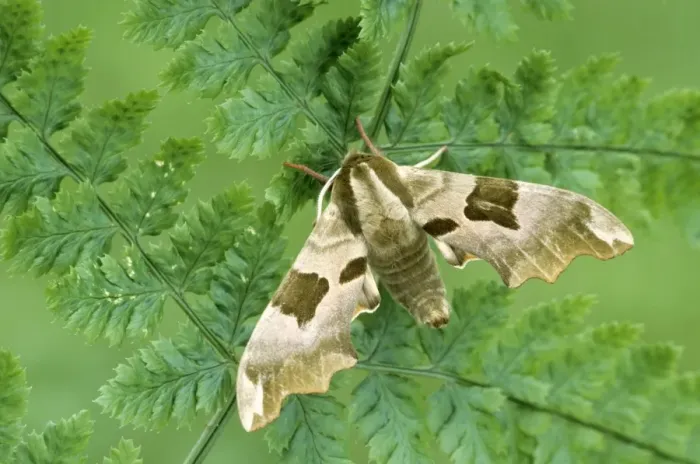 Framed Print : Lime Hawk-moth Framed Print : Lime Hawk-moth
